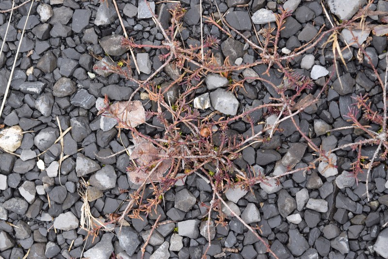 Fumana procumbens subsp. procumbens