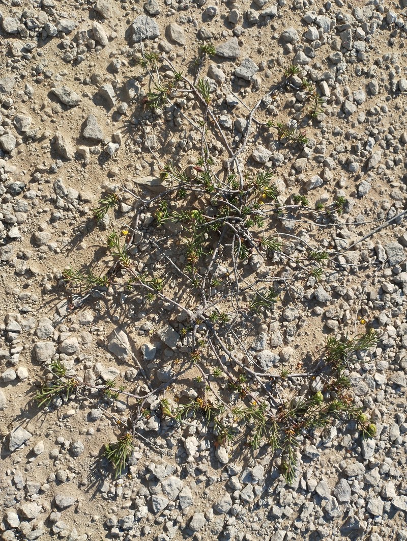 Fumana procumbens subsp. procumbens photo 2