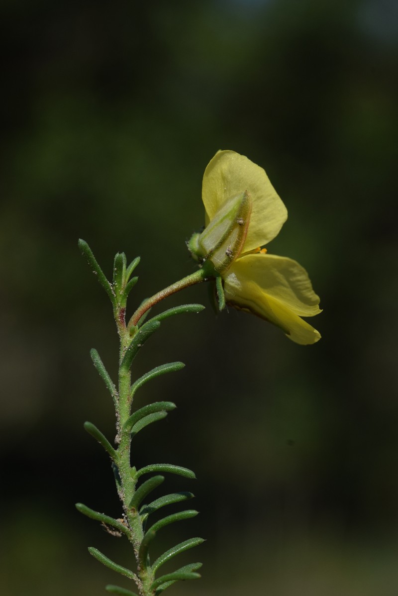Fumana procumbens subsp. procumbens photo 3