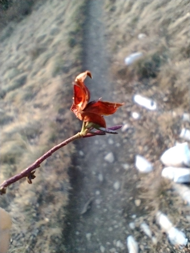 Fumana procumbens subsp. procumbens photo 4