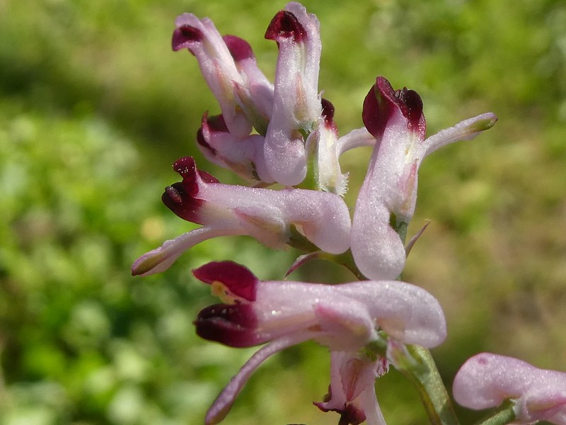 Fumaria barnolae subsp. barnolae