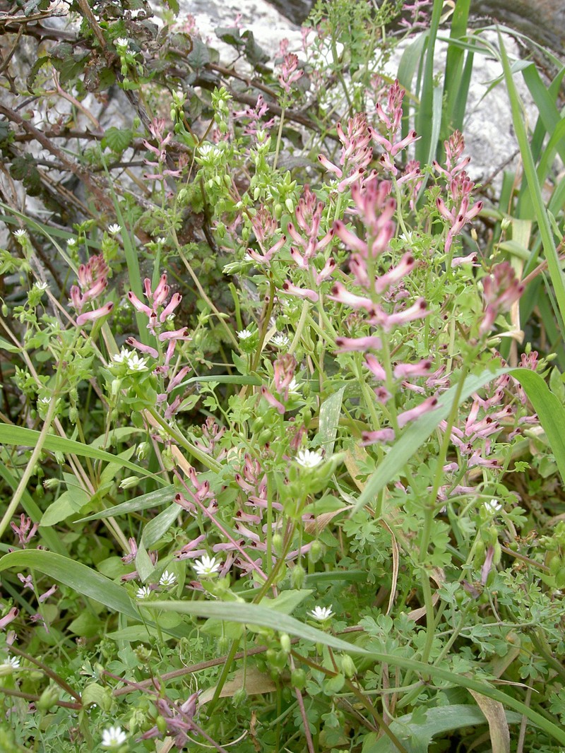 Fumitory photo 4