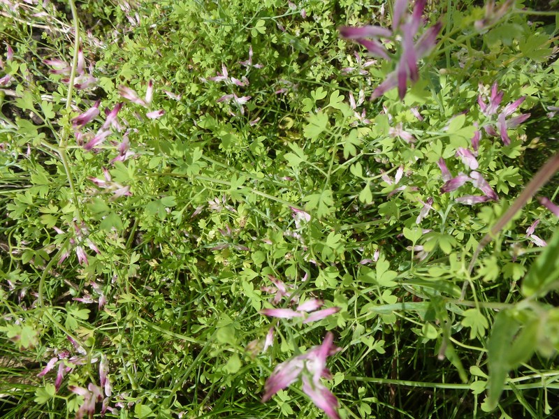 Fumitory photo 5