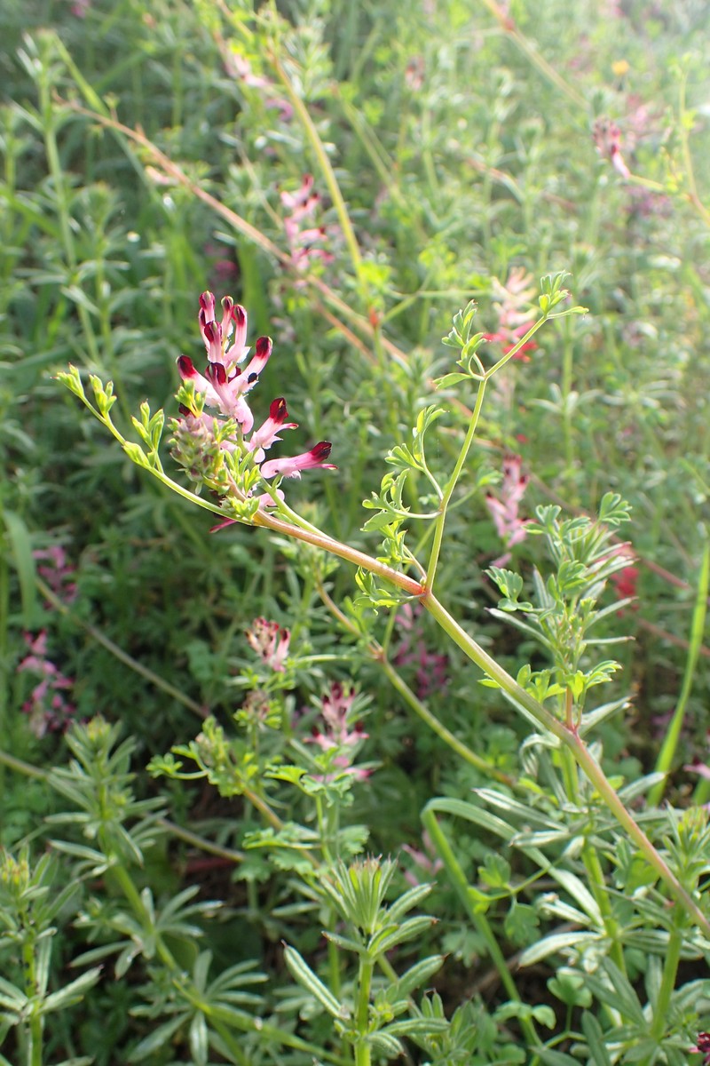 Fumitory photo 6