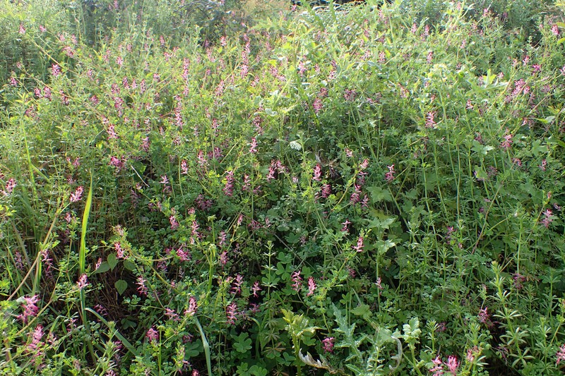Fumitory photo 7