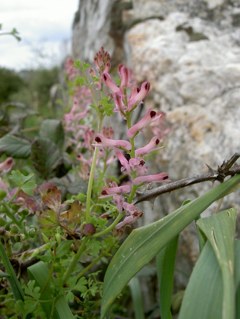 Fumitory