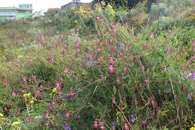 Fumitory photo 2