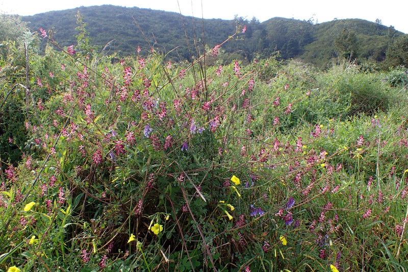 Fumitory photo 3
