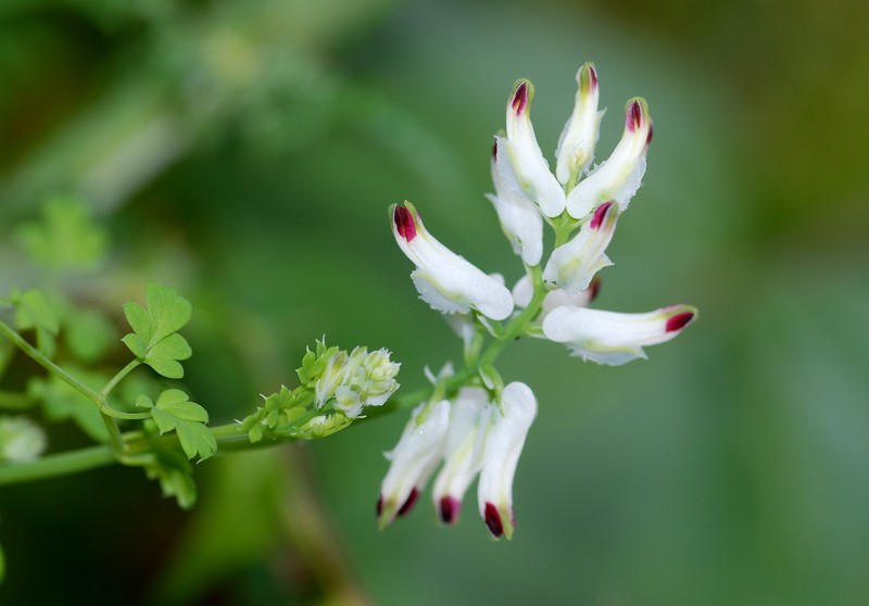 White Ramping Fumitory