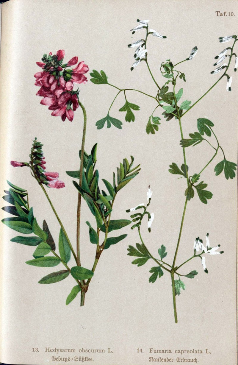 White Ramping Fumitory photo 2