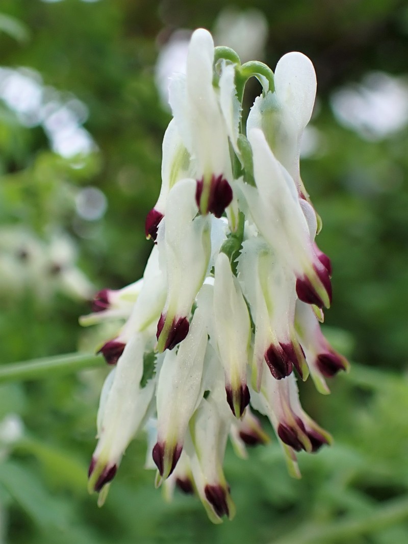 White Ramping Fumitory photo 3