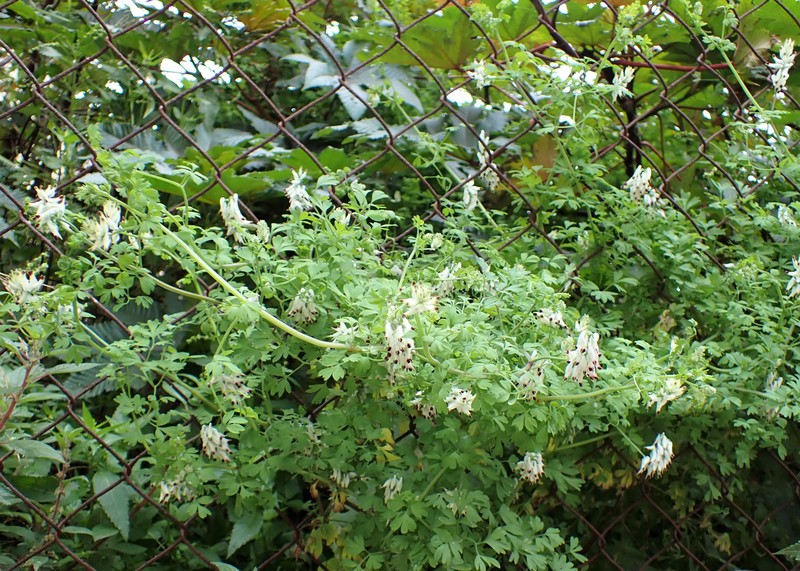 White Ramping Fumitory photo 4