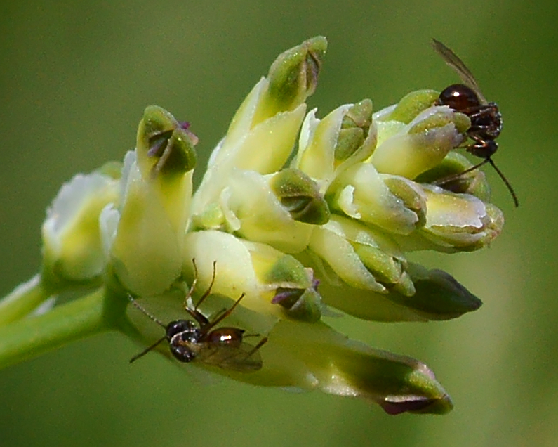 White Ramping Fumitory photo 5