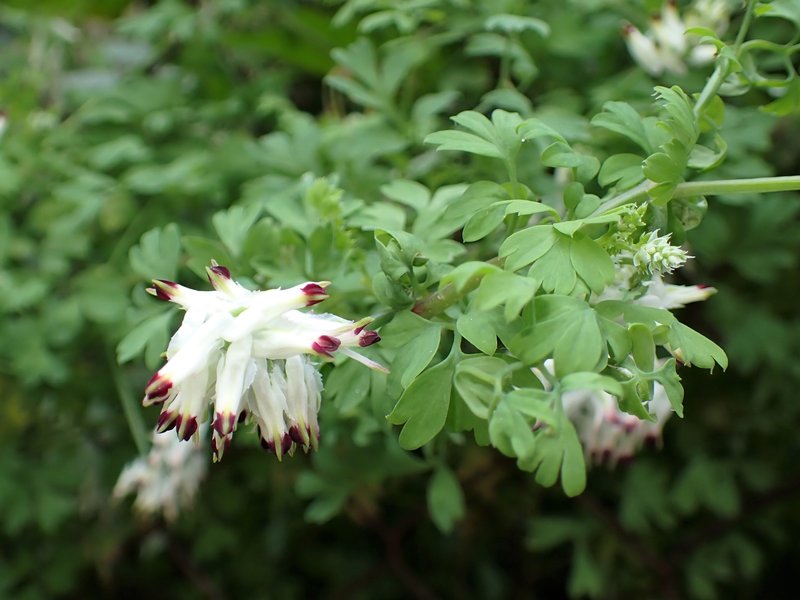 White Ramping Fumitory photo 6