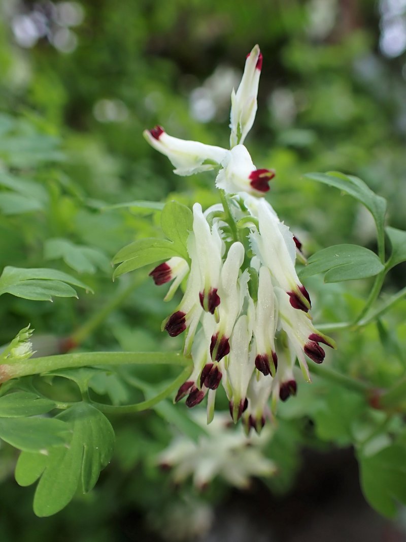 White Ramping Fumitory photo 7