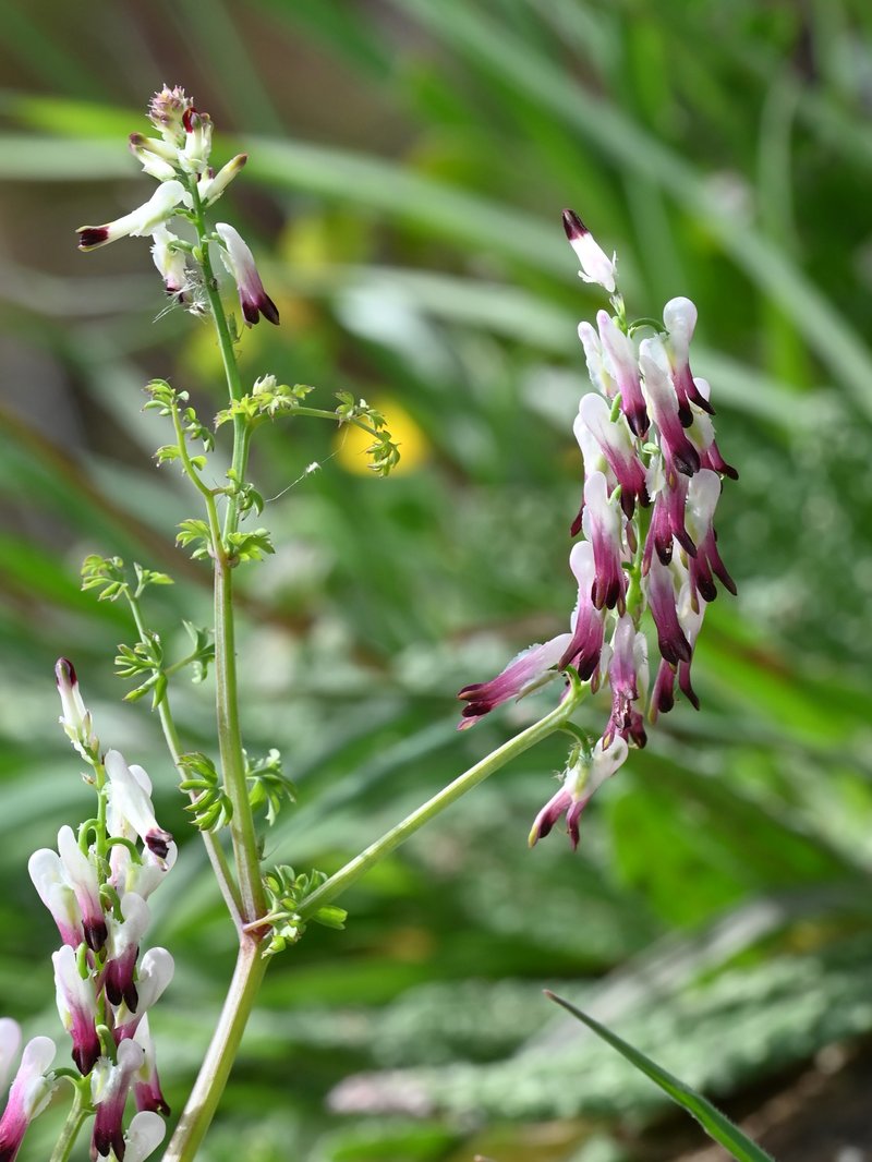 White Ramping Fumitory photo 8