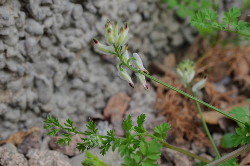 Fumaria capreolata subsp. capreolata