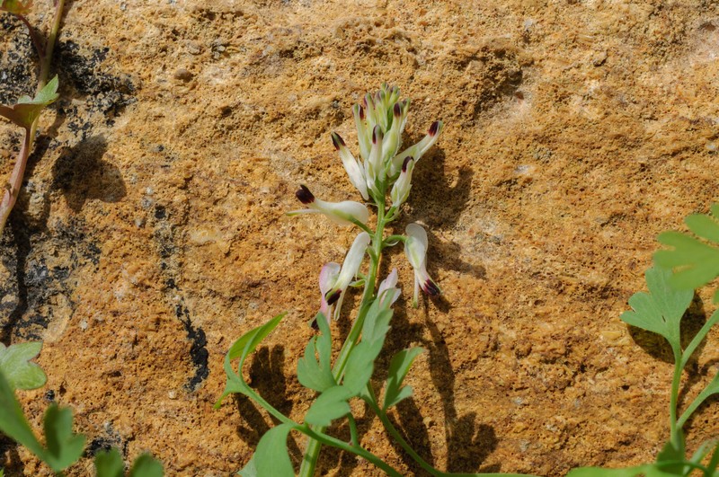 Fumaria capreolata subsp. capreolata photo 2