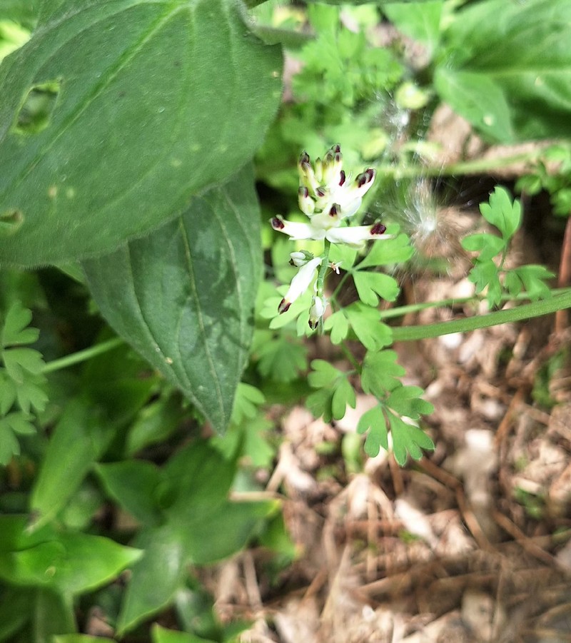 Fumaria capreolata subsp. capreolata photo 3
