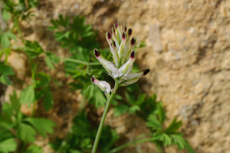 Fumaria capreolata subsp. capreolata photo 4