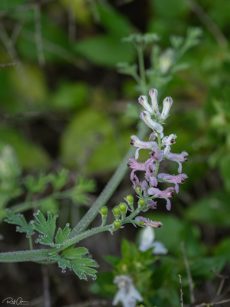 Fumaria judaica subsp. judaica