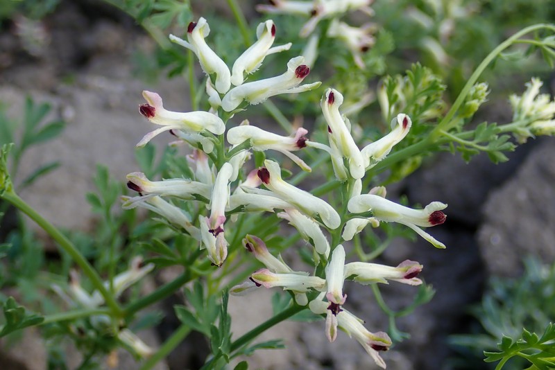 Western Fumitory photo 4