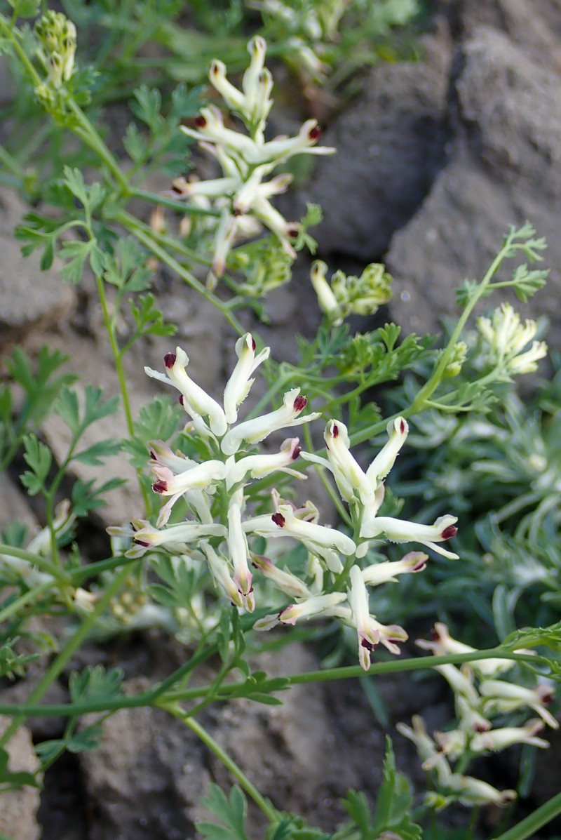 Western Fumitory photo 5
