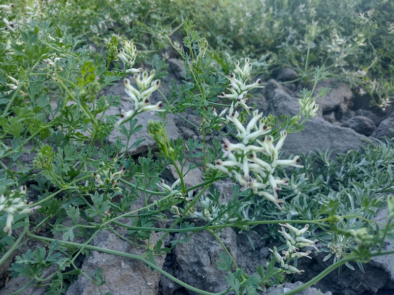 Western Fumitory
