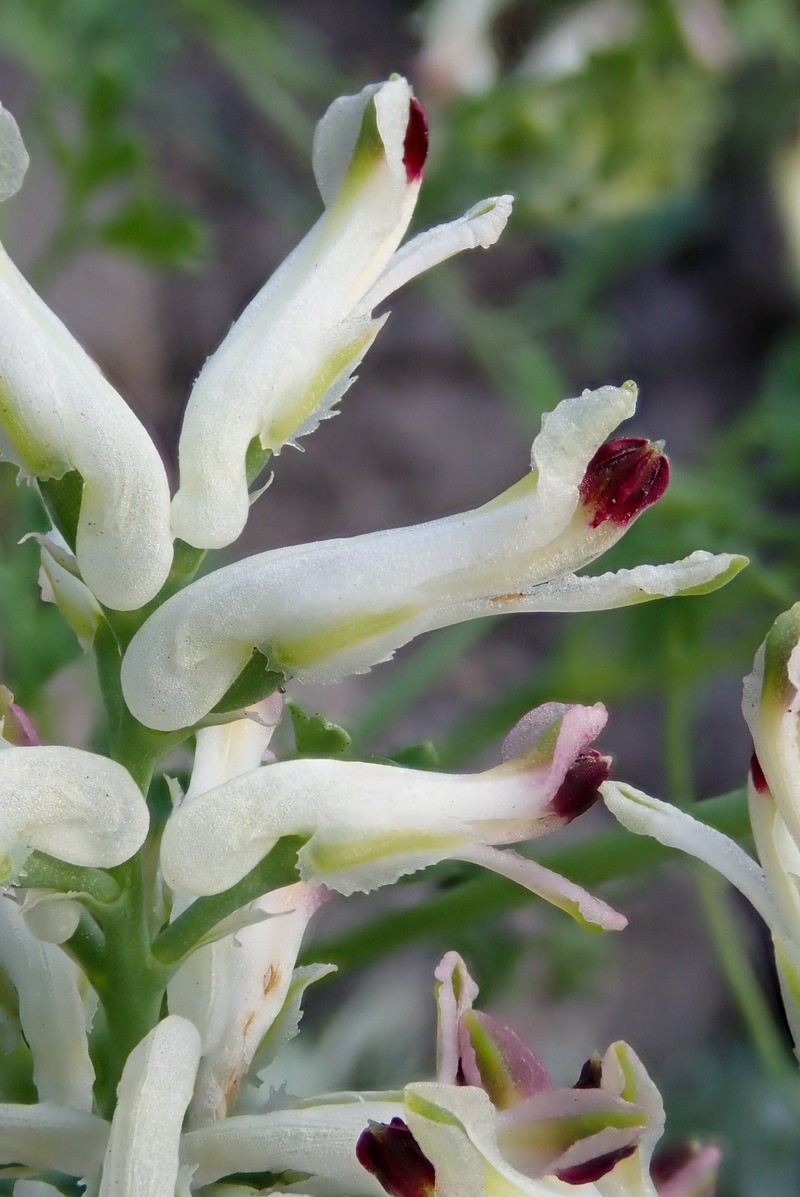 Western Fumitory photo 2