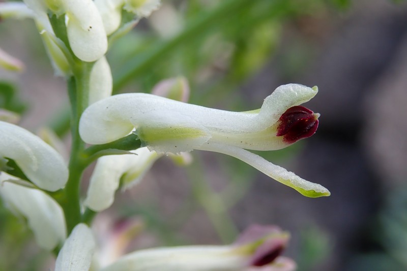 Western Fumitory photo 3