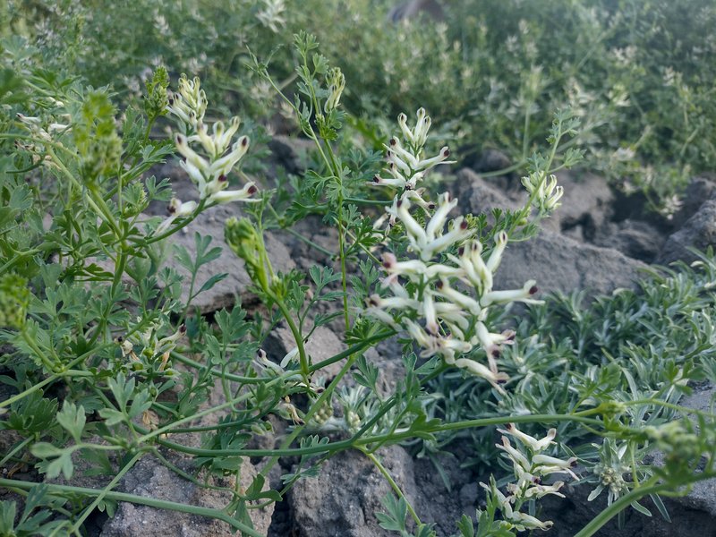 Western Fumitory photo 6