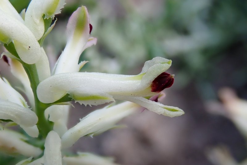 Western Fumitory photo 7
