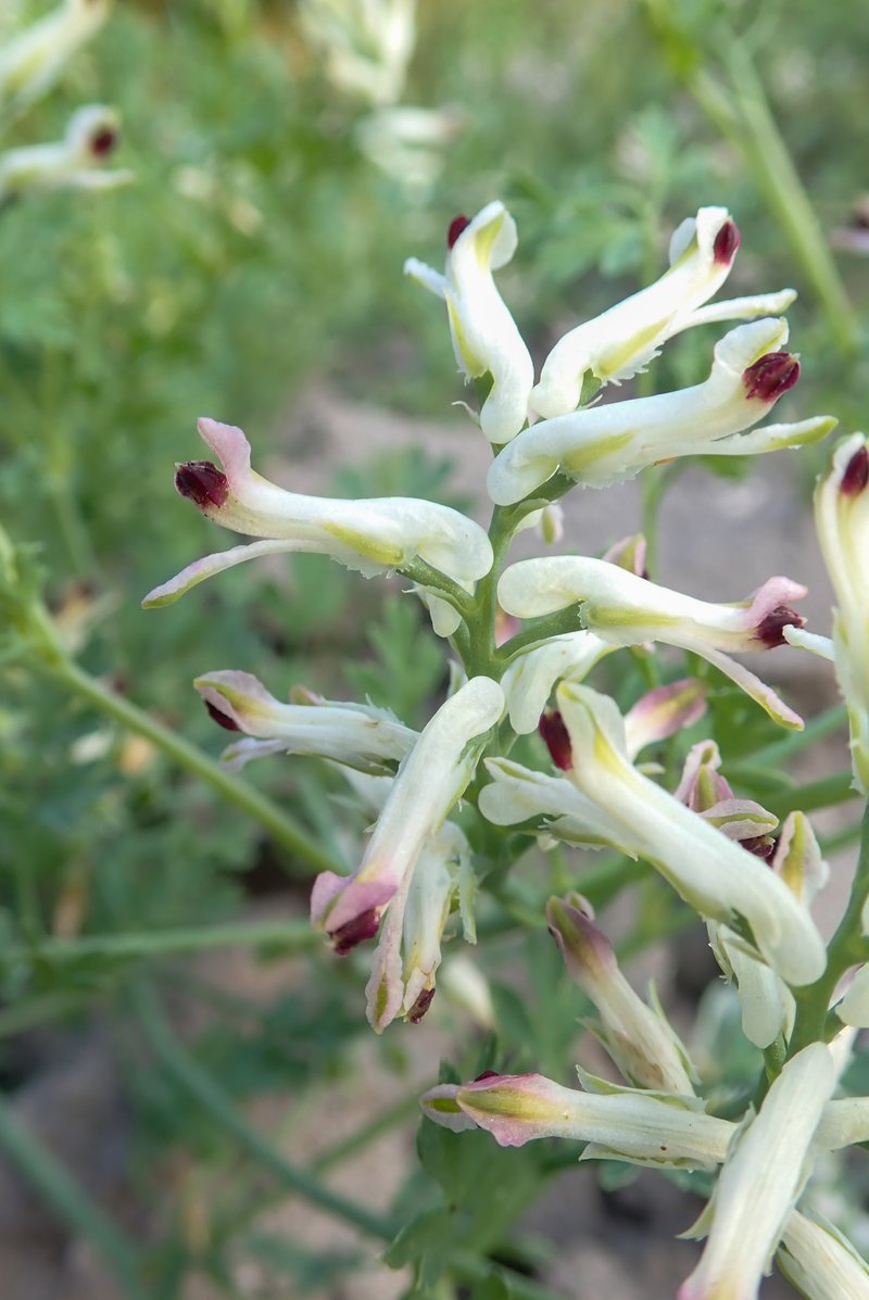 Western Fumitory photo 8