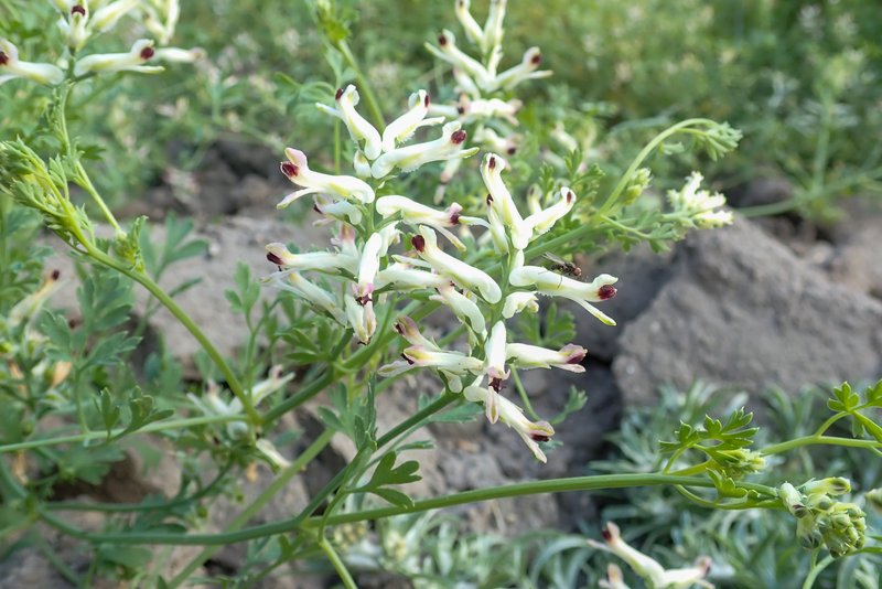 Western Fumitory photo 9