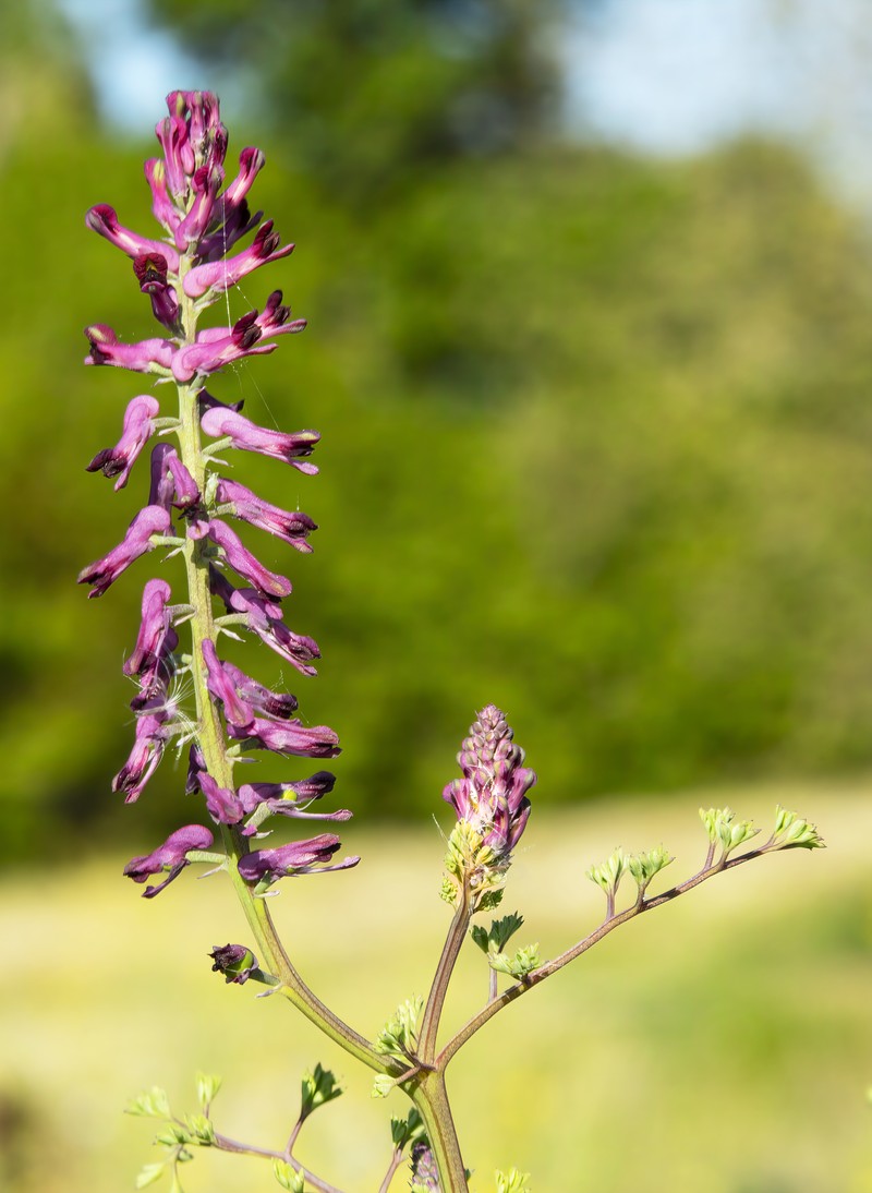 Drug Fumitory