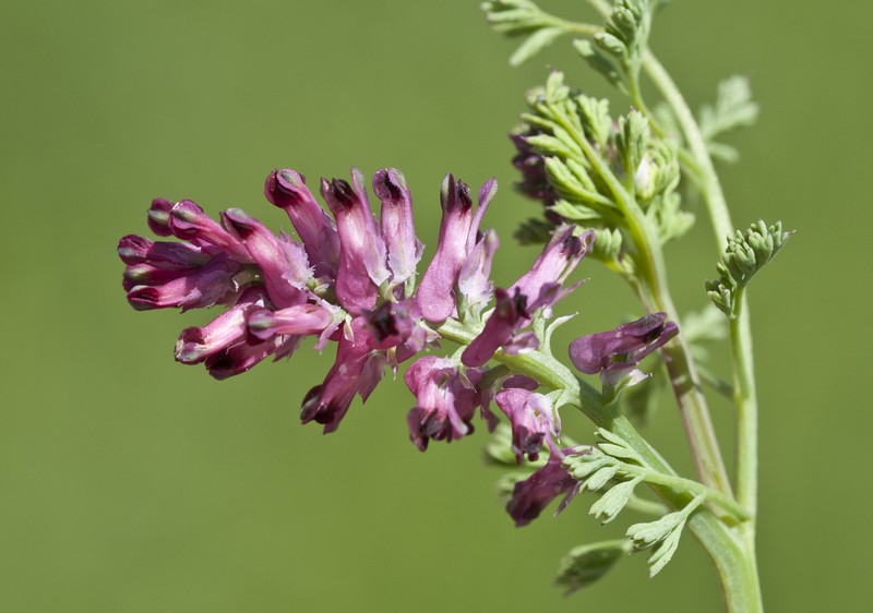 Drug Fumitory photo 2