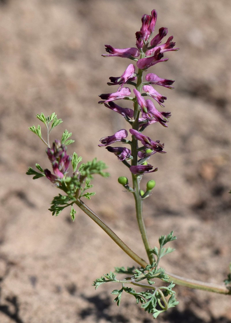 Drug Fumitory photo 3