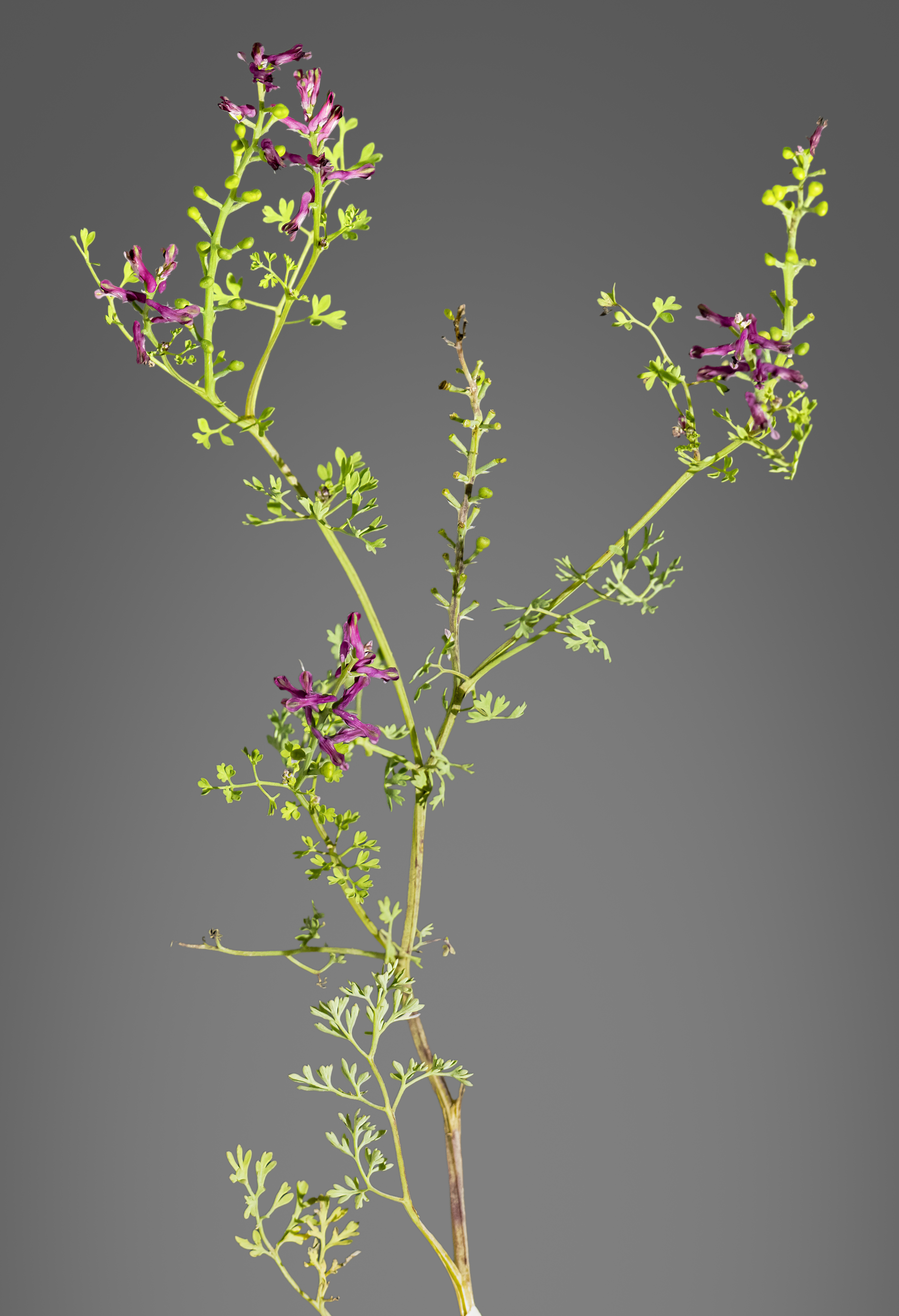 Drug Fumitory photo 4
