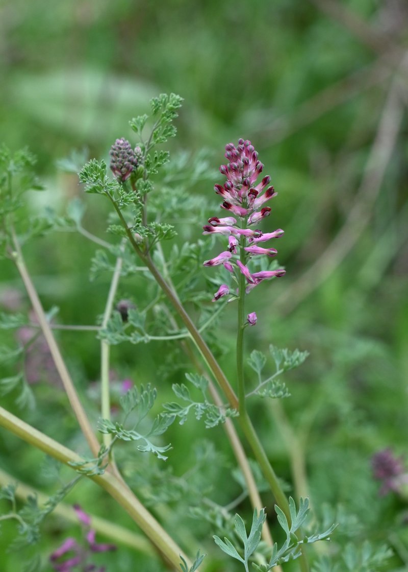 Drug Fumitory photo 5