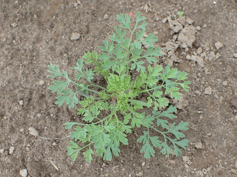 Drug Fumitory photo 6