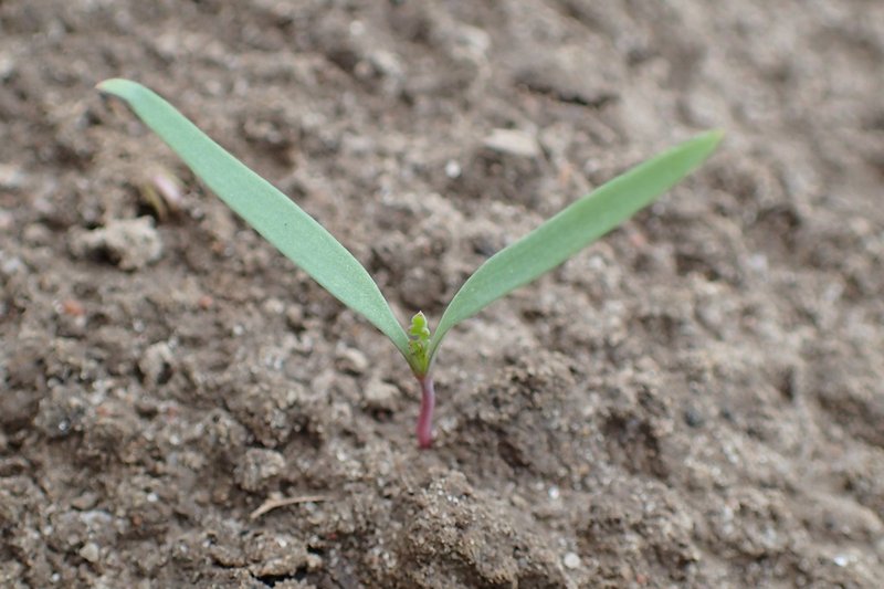 Drug Fumitory photo 7