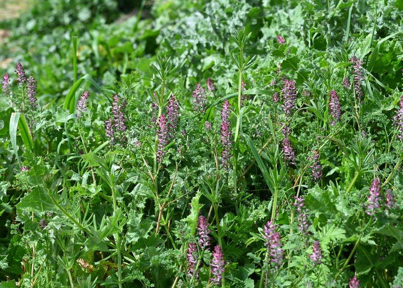 Drug Fumitory photo 8