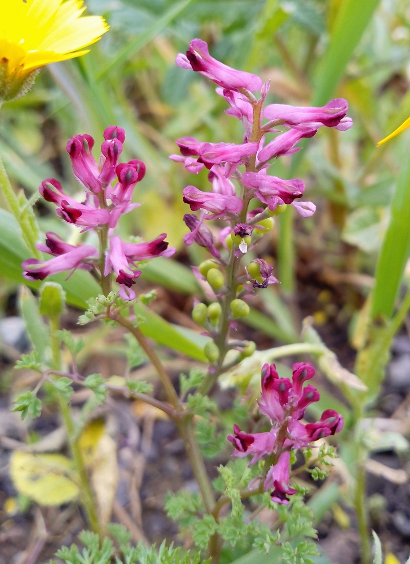 Fumaria officinalis subsp. officinalis