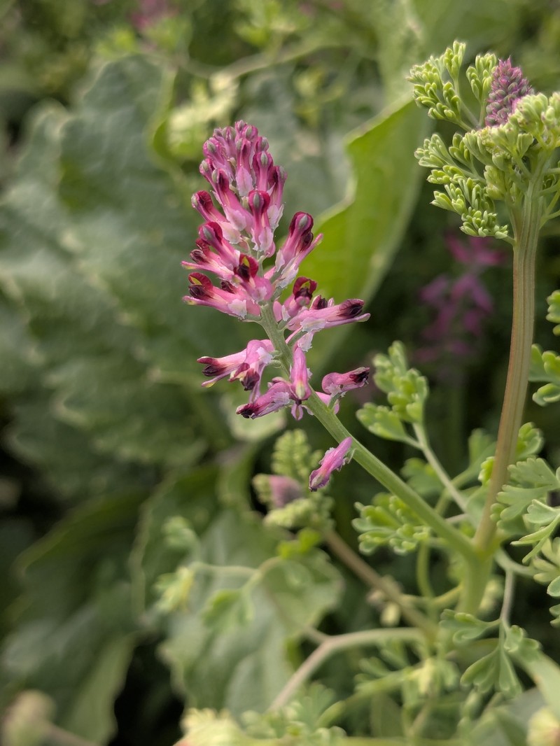 Fumaria officinalis subsp. officinalis photo 2