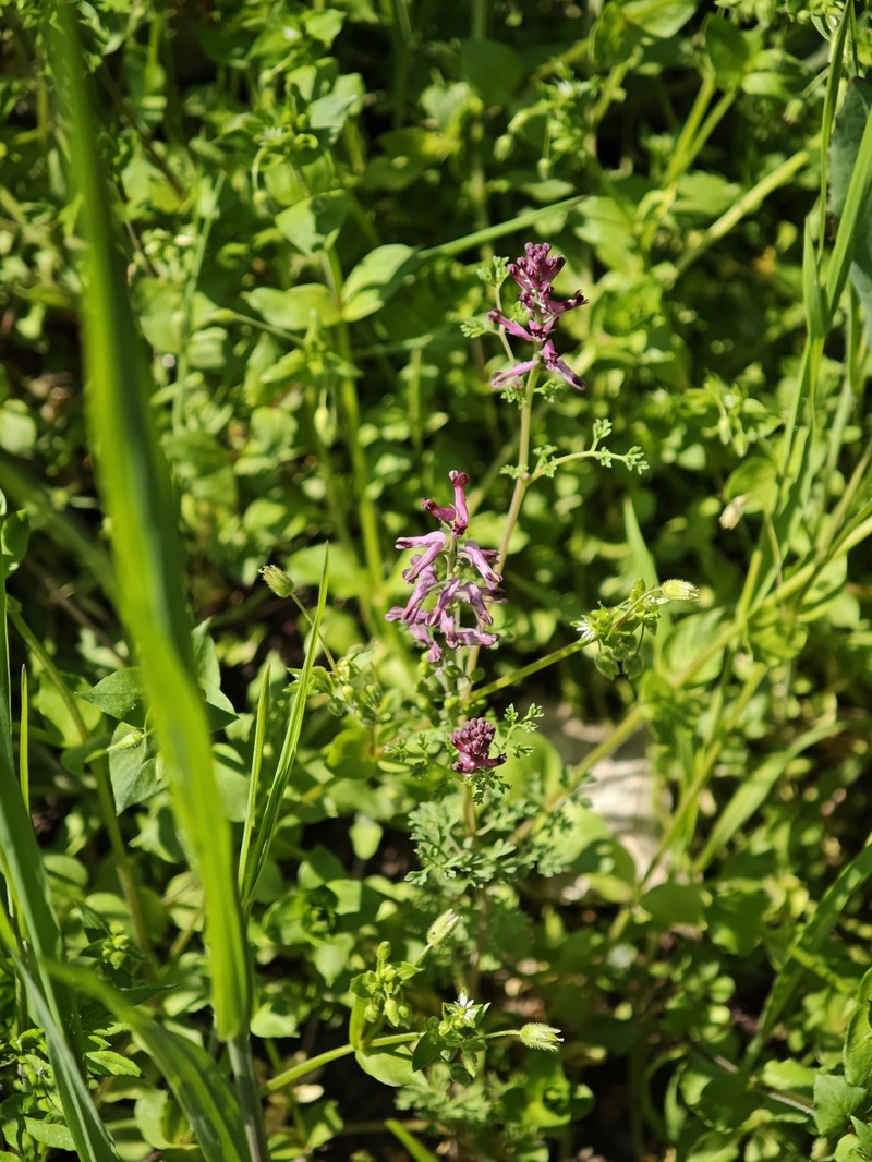 Fumaria officinalis subsp. officinalis photo 3