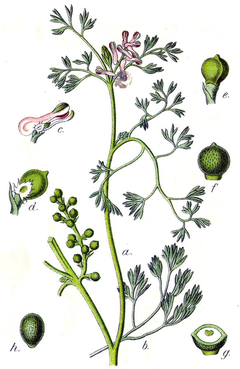 Fineleaf Fumitory