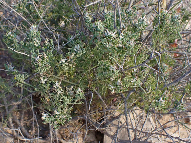Fineleaf Fumitory photo 2