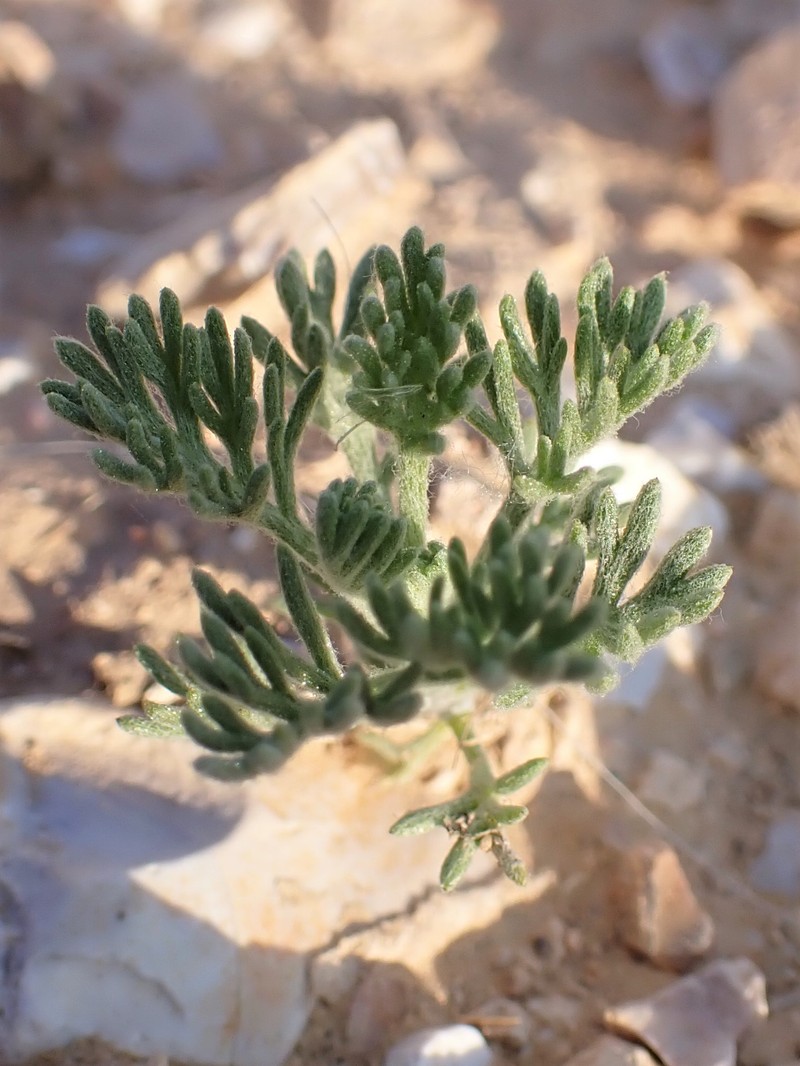 Fineleaf Fumitory photo 3