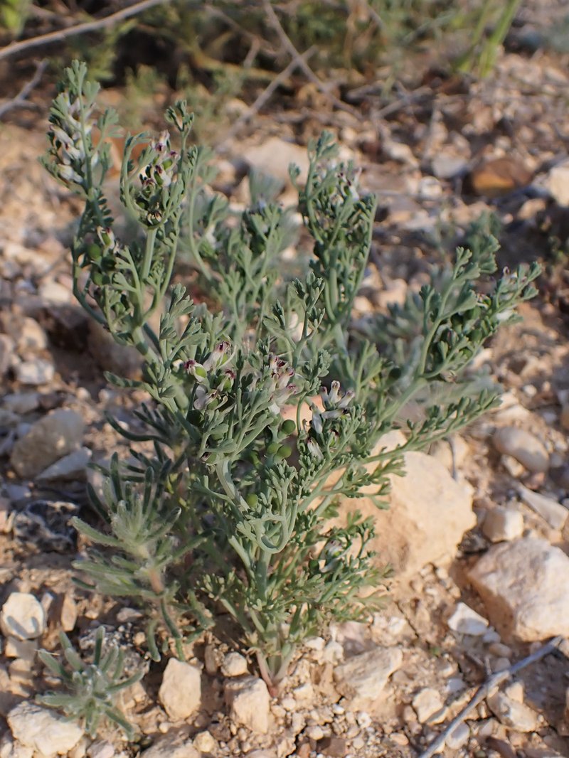 Fineleaf Fumitory photo 5