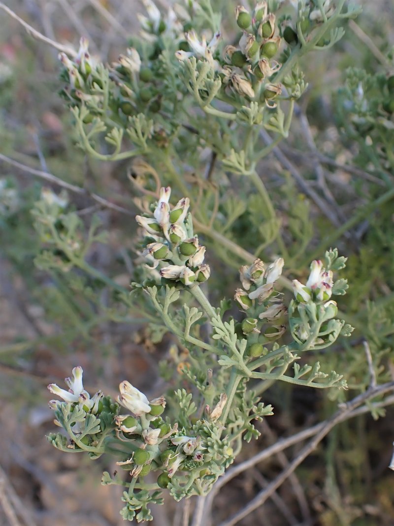 Fineleaf Fumitory photo 6